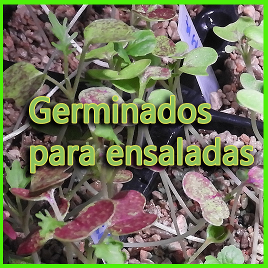 Esquejes y Germinados