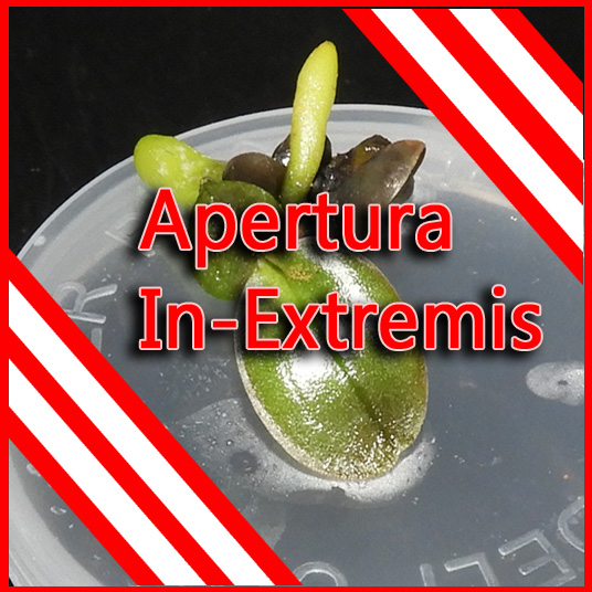 Apertura de frascos in-extremis -www.gadesplant.com - Orquideas y Terrarios Plantados