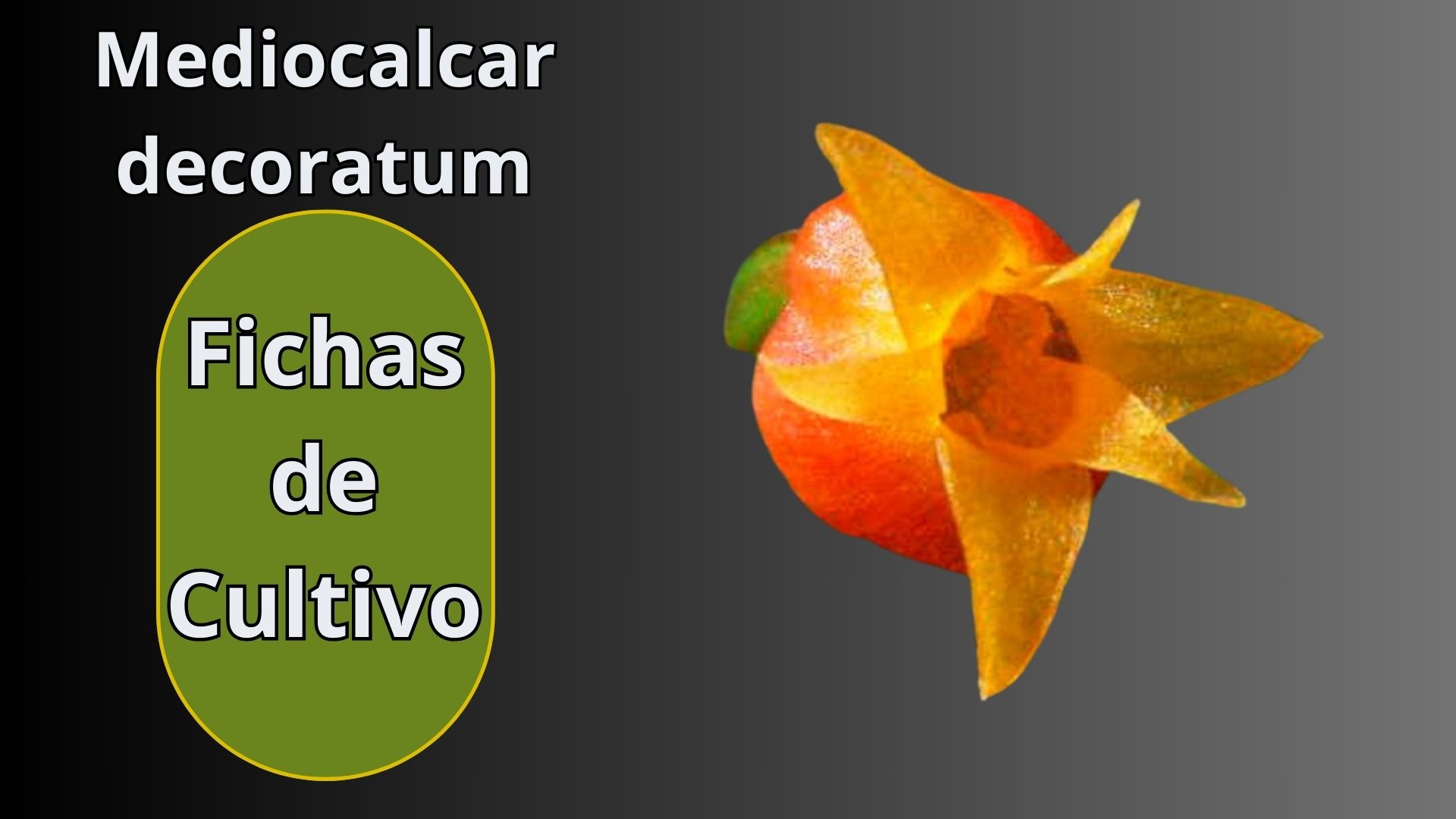Fichas de Cultivo - Orquídeas - www.gadesplant.com - Orquídeas y Terrarios Plantados