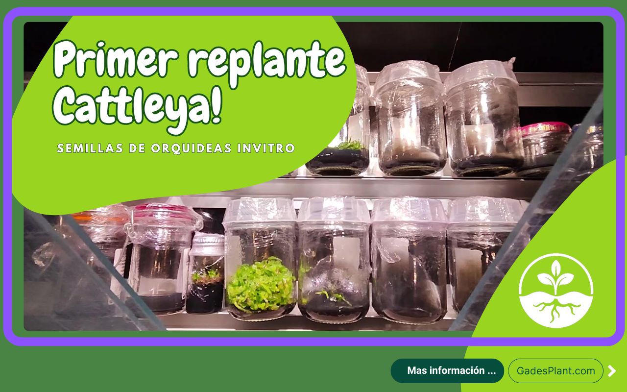 Primer Replante Cattleya - www.gadesplant.com - Orquídeas y Terrarios Plantados
