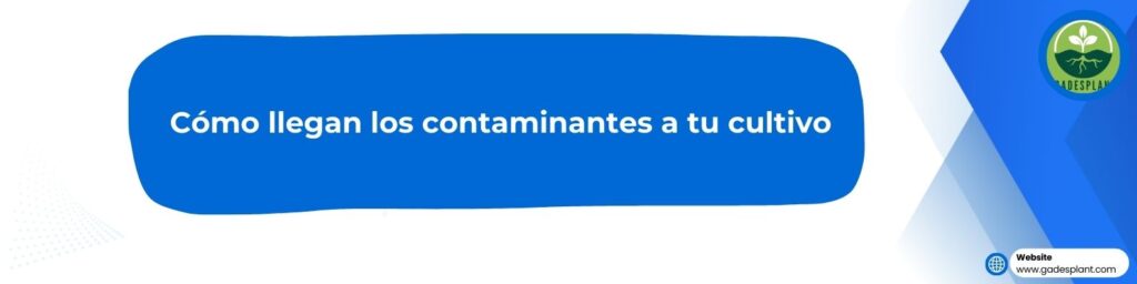 Protocolo Desinfección - Gadesplant - Orquideas y Terrarios - identificar contaminantes mas comunes