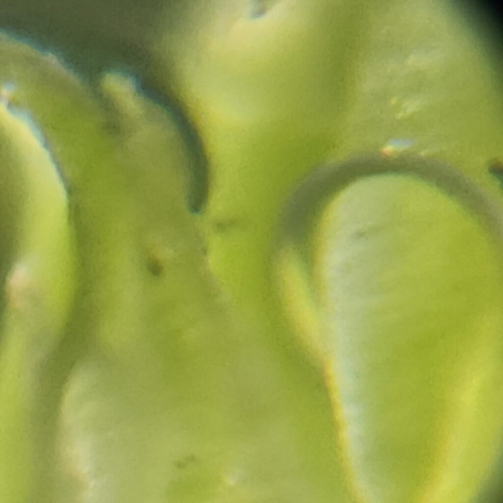 Protocolo Desinfección - Gadesplant - Orquideas y Terrarios