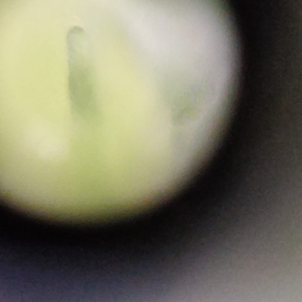 Protocolo Desinfección - Gadesplant - Orquideas y Terrarios