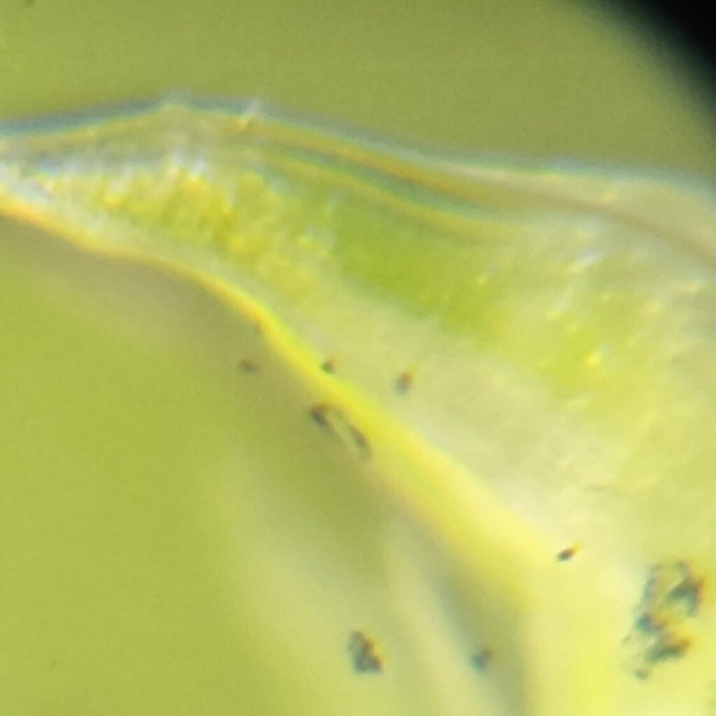 Protocolo Desinfección - Gadesplant - Orquideas y Terrarios