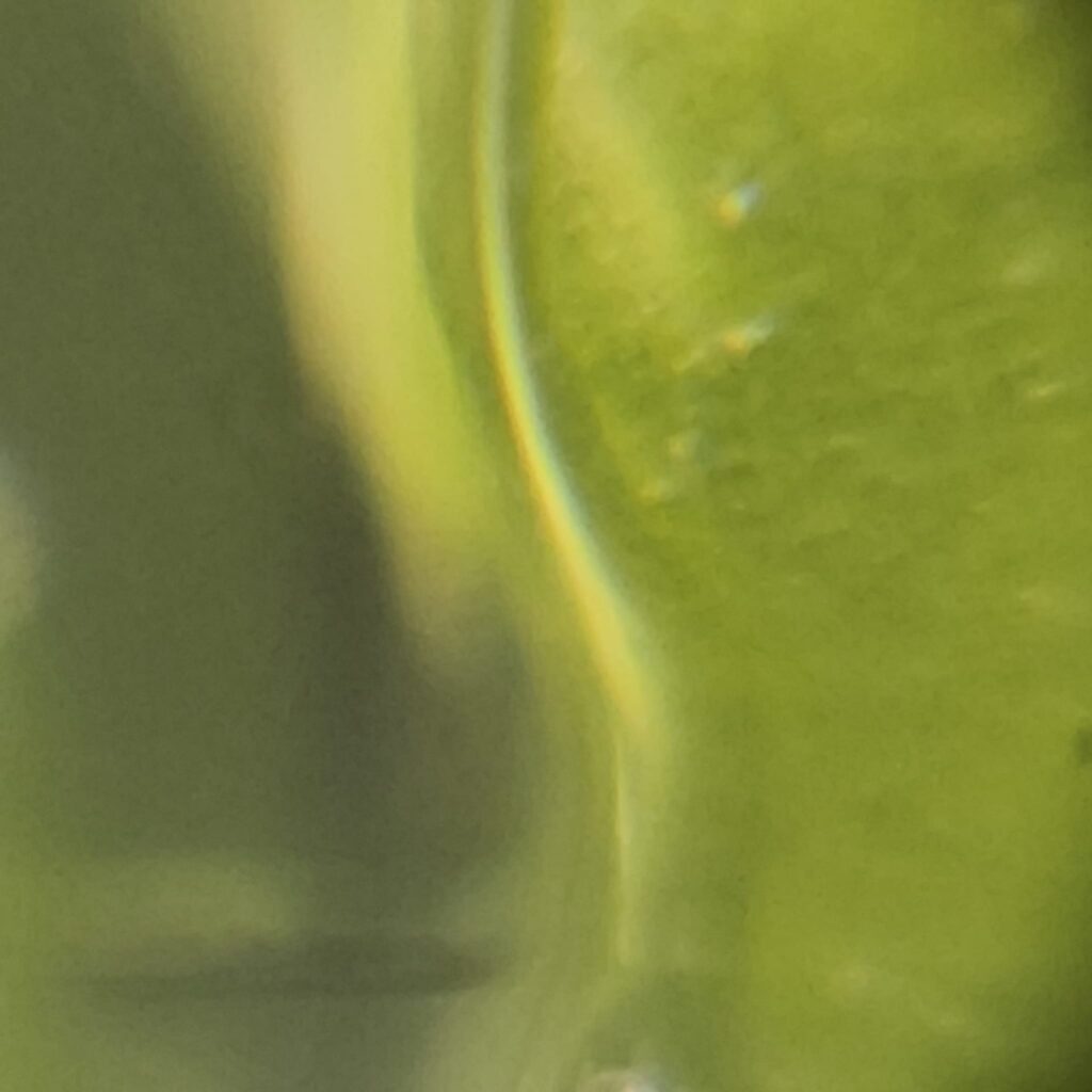 Protocolo Desinfección - Gadesplant - Orquideas y Terrarios