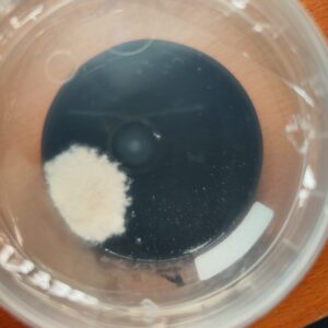 Protocolo Desinfección - Gadesplant - Orquideas y Terrarios - identificar contaminantes mas comunes