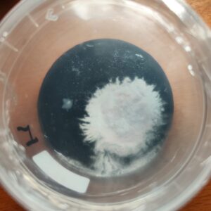 Protocolo Desinfección - Gadesplant - Orquideas y Terrarios - identificar contaminantes mas comunes
