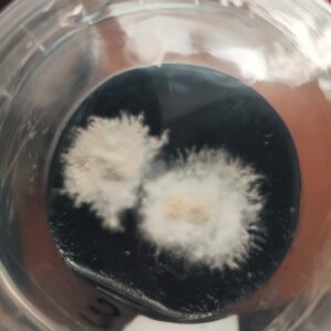 Protocolo Desinfección - Gadesplant - Orquideas y Terrarios