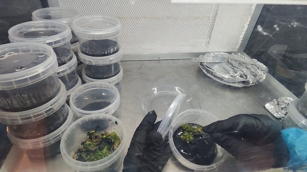 . Probando la Glovebox 3.0 - Gadesplant - Orquídeas y Terrarios. Cultivo in vitro de orquídeas