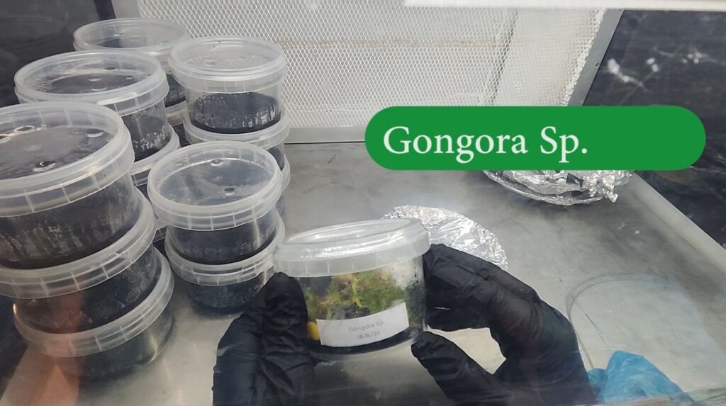 Gadesplant - Orquídeas y Terrarios. Cultivo in vitro de orquídeas