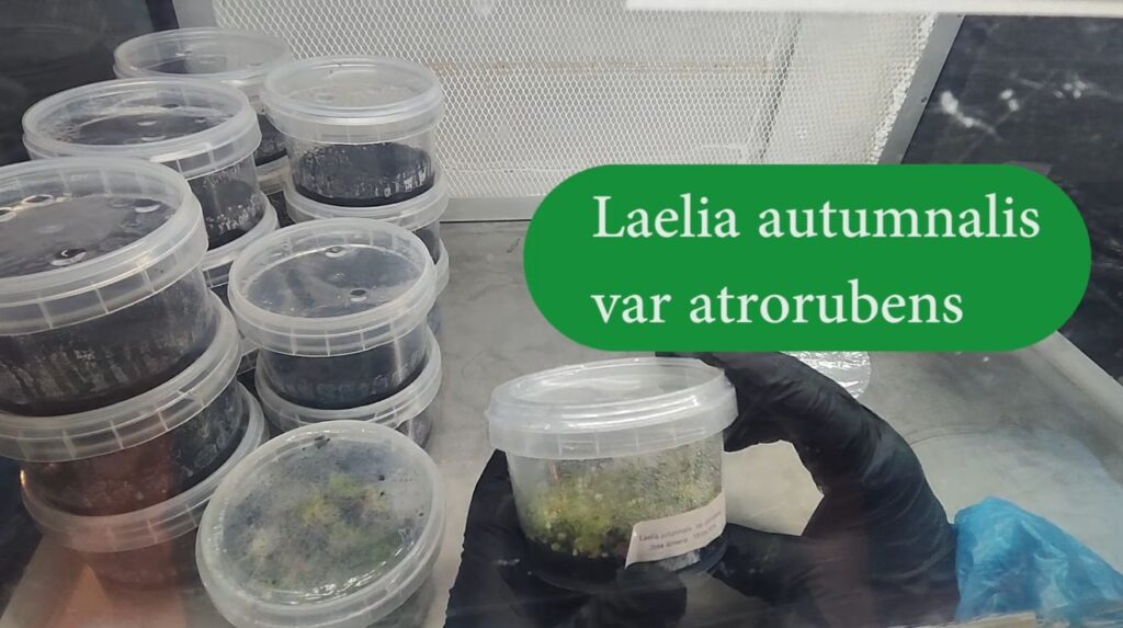 Gadesplant - Orquídeas y Terrarios. Cultivo in vitro de orquídeas