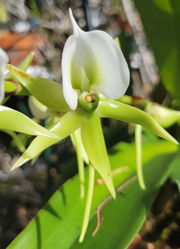 Gadesplant - Orquideas y Terrarios