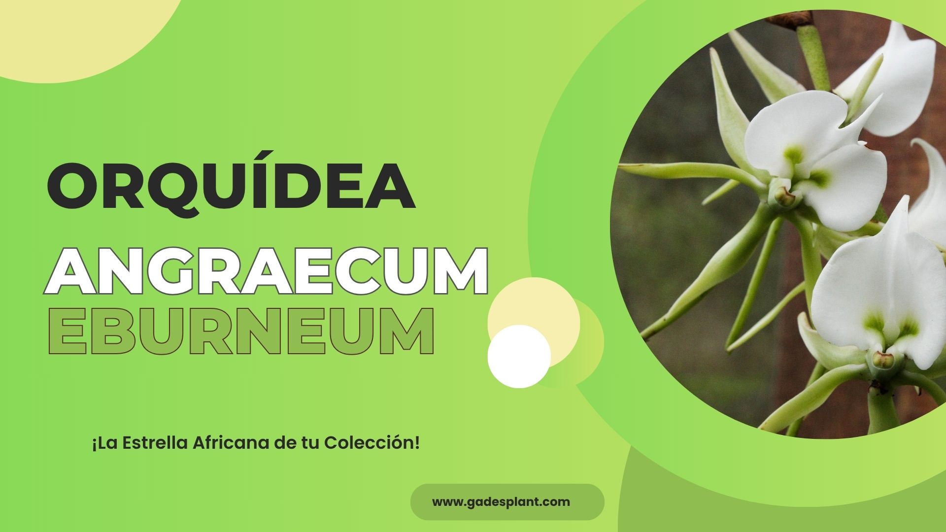 Angraecum eburneum - Gadesplant - Orquideas y Terrarios