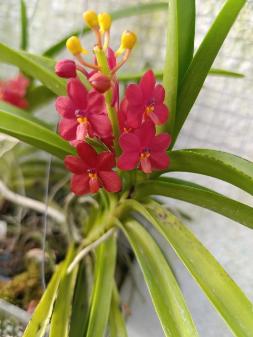 Orquidario_Ina - Gadesplant - Orquideas y Terrarios