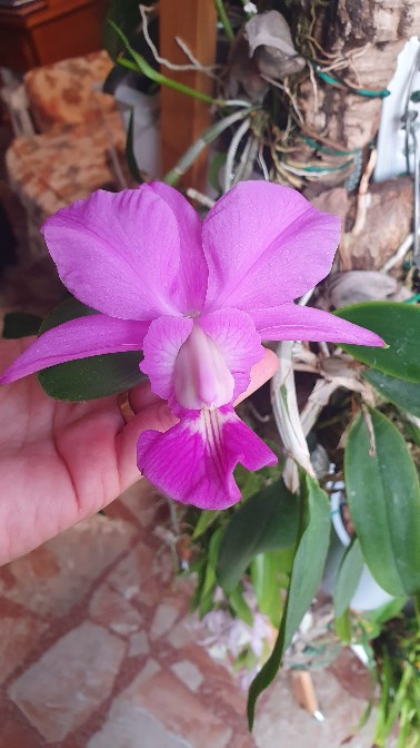 Orquidario_Ina - Gadesplant - Orquideas y Terrarios