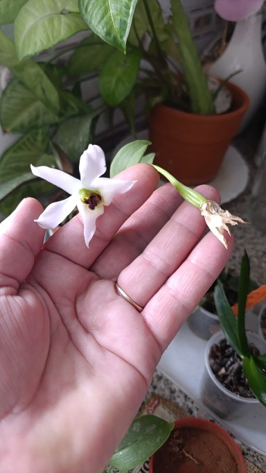 Orquidario_Ina - Gadesplant - Orquideas y Terrarios