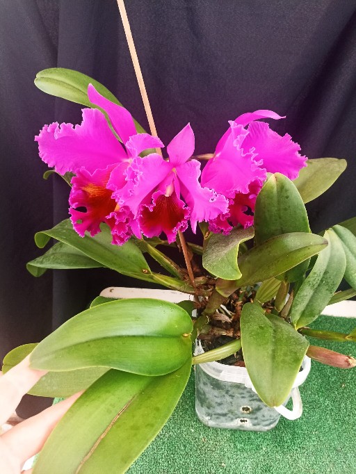 Orquidario_Ina - Gadesplant - Orquideas y Terrarios