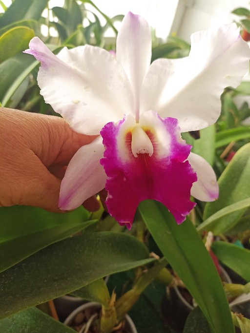 Orquidario_Ina - Gadesplant - Orquideas y Terrarios