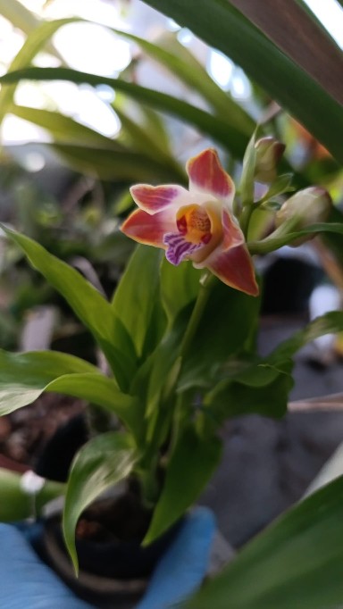Orquidario_Ina - Gadesplant - Orquideas y Terrarios