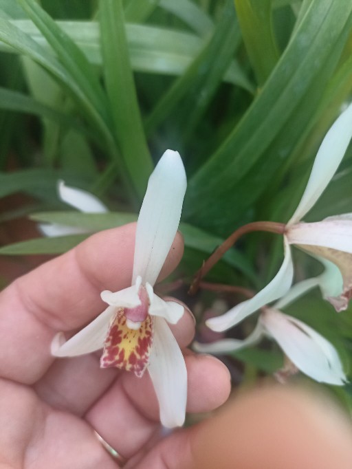 Orquidario_Ina - Gadesplant - Orquideas y Terrarios