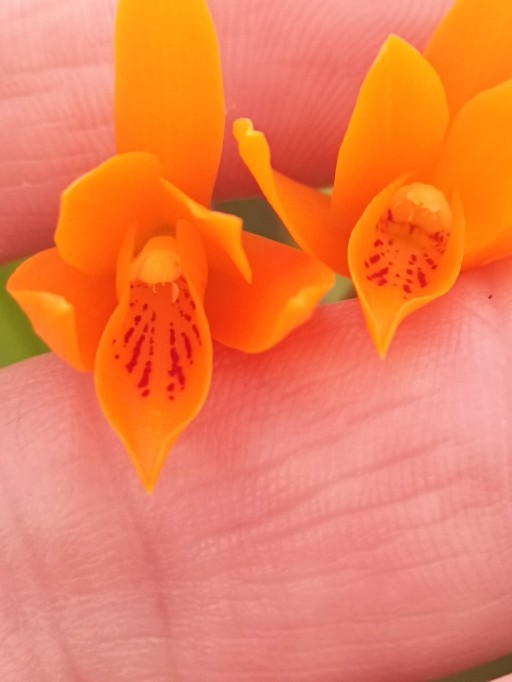 Orquidario_Ina - Gadesplant - Orquideas y Terrarios