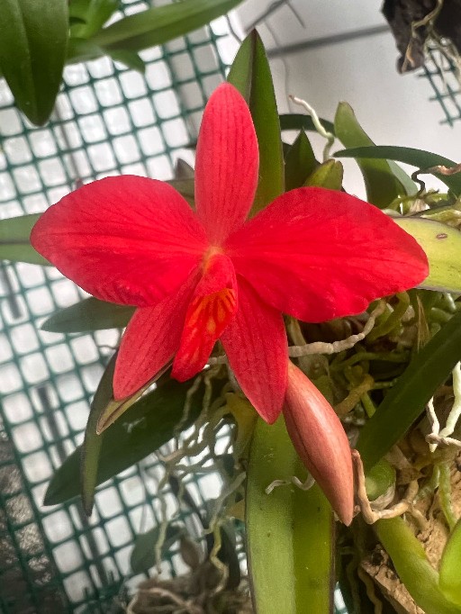 Orquidario_Ina - Gadesplant - Orquideas y Terrarios