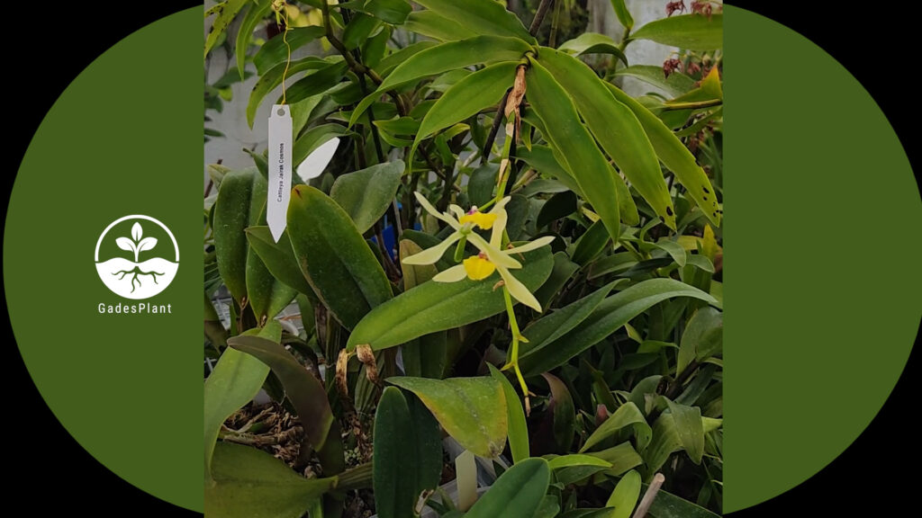 Orquidario_Ina - Gadesplant - Orquideas y Terrarios