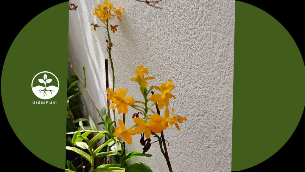 Orquidario_Ina - Gadesplant - Orquideas y Terrarios