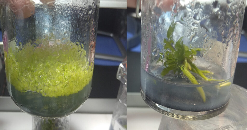 Protocolo Desinfección - Gadesplant - Orquideas y Terrarios - identificar contaminantes mas comunes