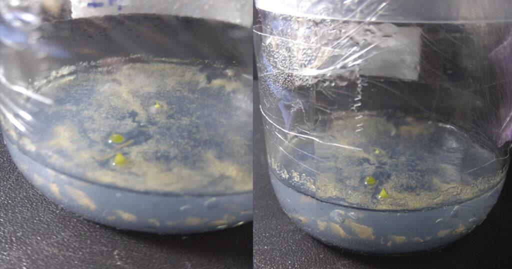 identificar contaminantes mas comunes - Protocolo Desinfección - Gadesplant - Orquideas y Terrarios