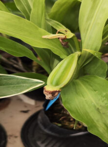 Protocolo Desinfección - Gadesplant - Orquideas y Terrarios - identificar contaminantes mas comunes